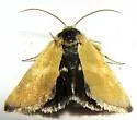 Heliothodes diminutiva - Hodges#11058 - photo 3