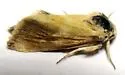 Heliothodes diminutiva - Hodges#11058 - photo 4