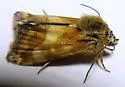 Heliothodes diminutiva - Hodges#11058 - photo 5