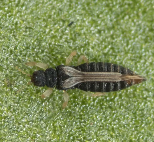 Heliothripidae - Heliothripidae