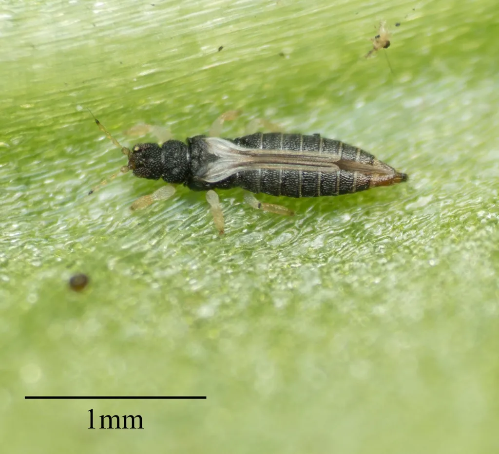 Greenhouse Thrips