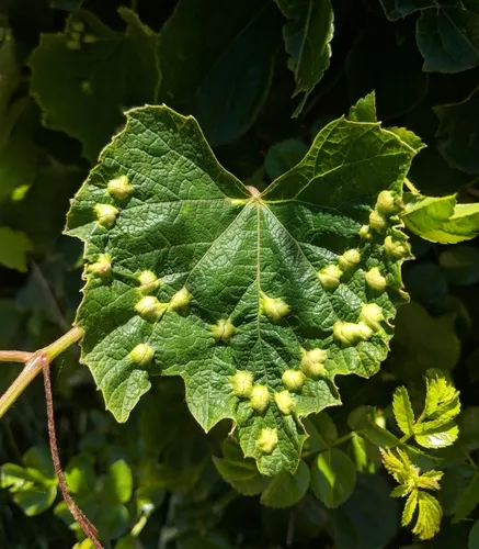 Heliozela aesella - Hodges#0230