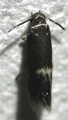 Heliozela catoptrias