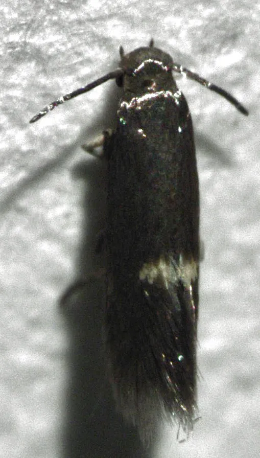 Heliozela catoptrias - photo 2