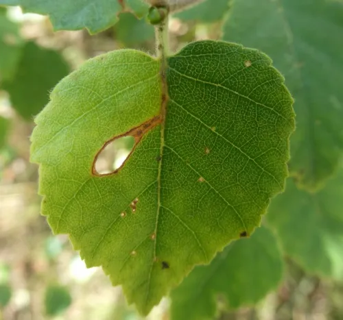 Heliozela hammoniella