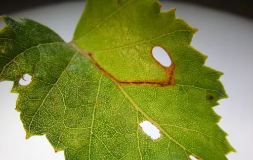 Heliozela hammoniella - photo 2