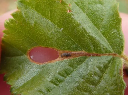 Heliozela hammoniella - photo 6