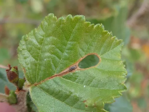 Heliozela hammoniella - photo 7
