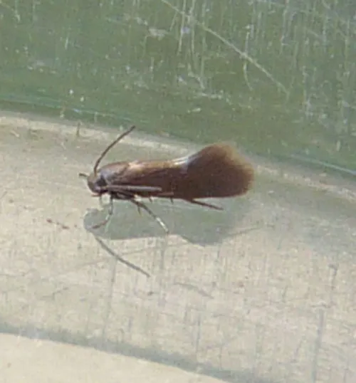 Heliozela sericiella