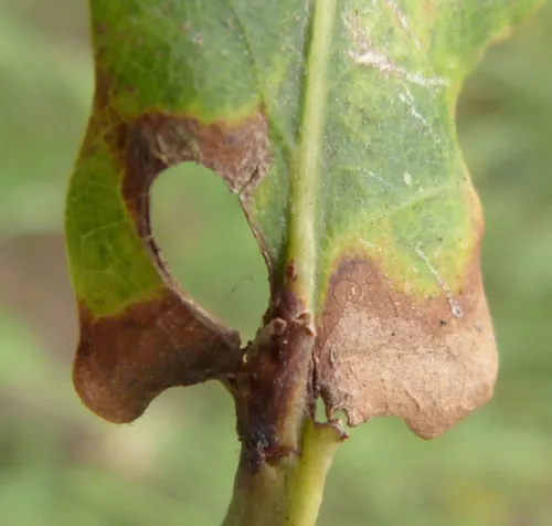 Heliozela sericiella - photo 2