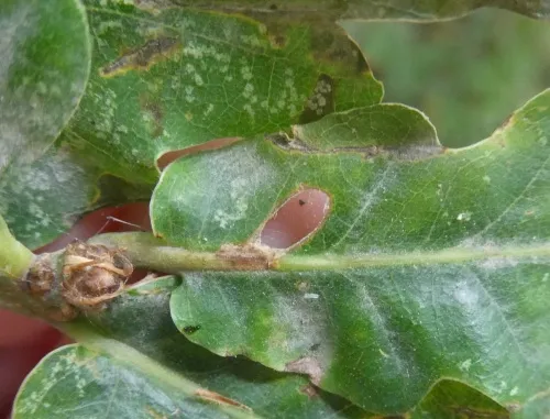 Heliozela sericiella - photo 3