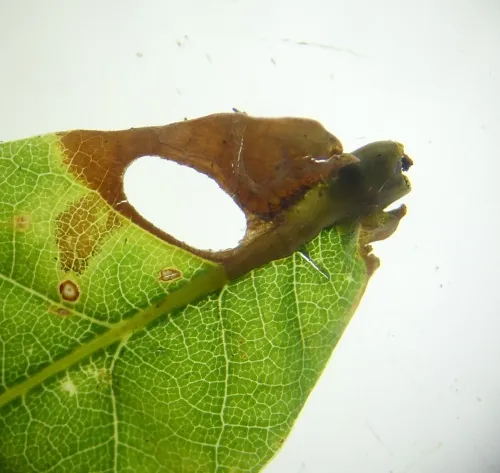 Heliozela sericiella - photo 4