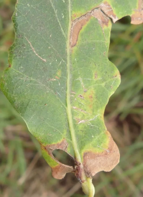 Heliozela sericiella - photo 6