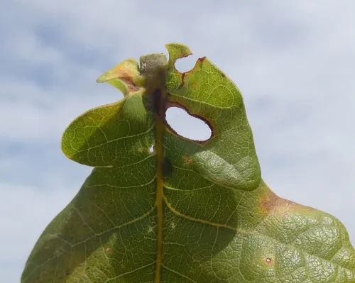 Heliozela sericiella - photo 8