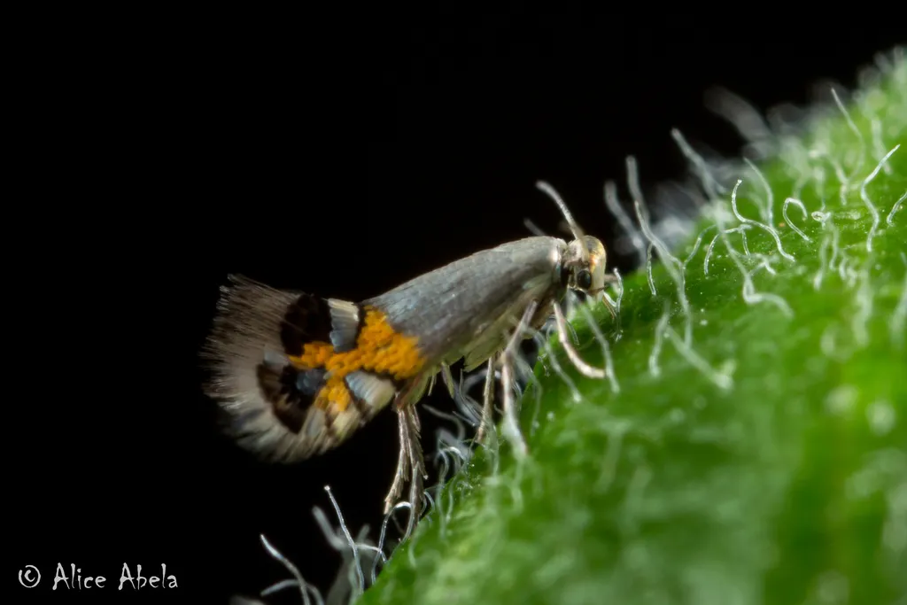 Shield Bearer Moths - photo 2