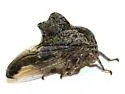 Heliria clitella