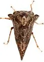 Heliria clitella - photo 2