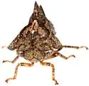 Heliria clitella - photo 3