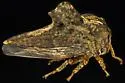Heliria clitella - photo 4