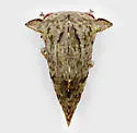 Heliria cornutula