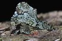 Heliria cornutula - photo 2