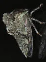 Heliria cornutula - photo 4