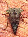 Heliria cornutula - photo 5