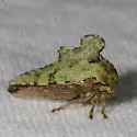 Heliria cristata
