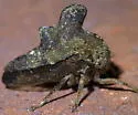 Heliria cristata - photo 2