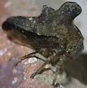 Heliria cristata - photo 3