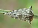 Heliria cristata - photo 4