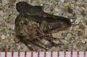 Heliria gibberata - photo 4