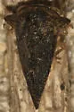 Heliria gibberata - photo 5
