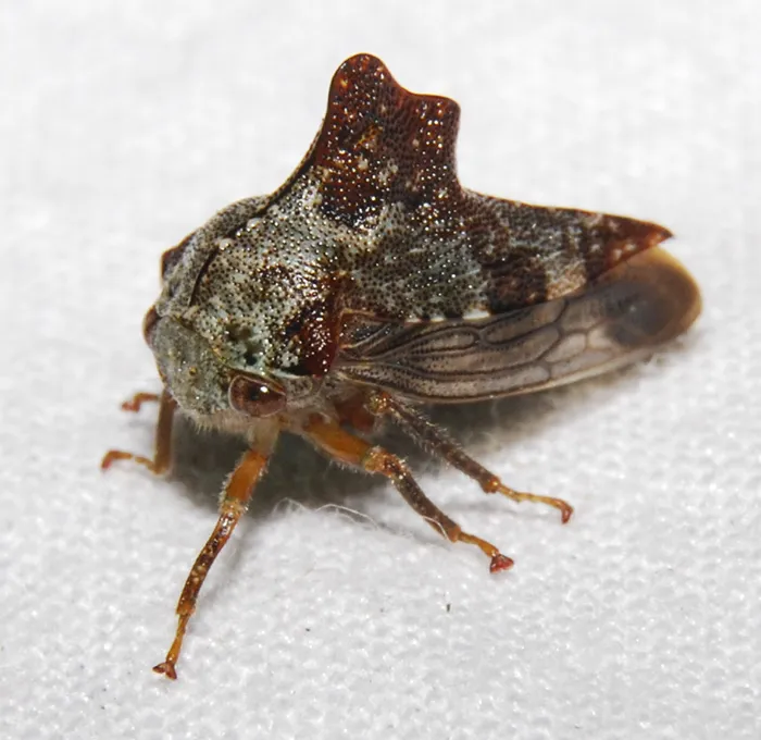 Heliria praealta - photo 2