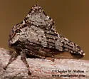 Heliria sinuata - Heliria sinuata