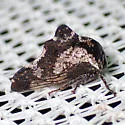 Heliria sinuata - photo 2