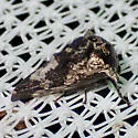 Heliria sinuata - photo 3