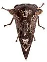 Heliria sinuata - photo 4