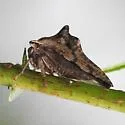 Heliria strombergi - photo 3