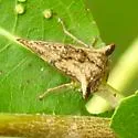 Heliria strombergi - photo 4