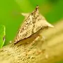 Heliria strombergi - photo 5