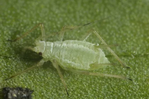 Hellebore Aphid - Macrosiphum hellebori