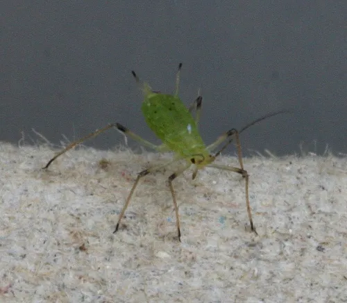 Hellebore Aphid - photo 2