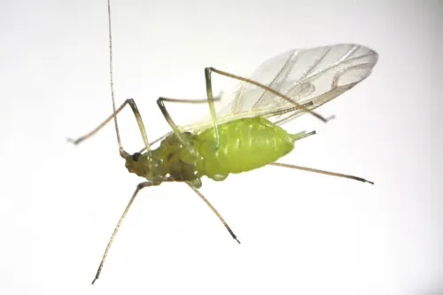 Hellebore Aphid - photo 3
