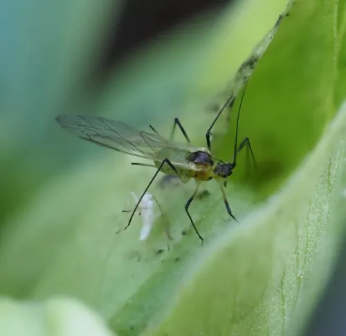 Hellebore Aphid - photo 4