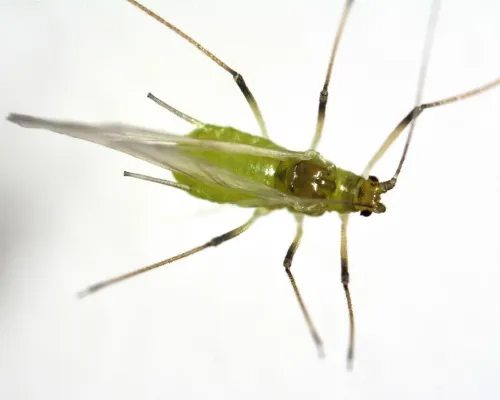 Hellebore Aphid - photo 5