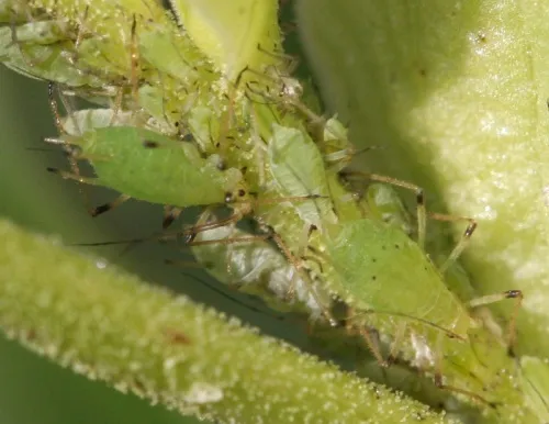 Hellebore Aphid - photo 6