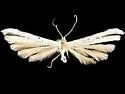 Hellinsia arion - Hodges#6232