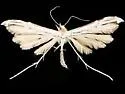 Austere Plume Moth - Hodges#6193