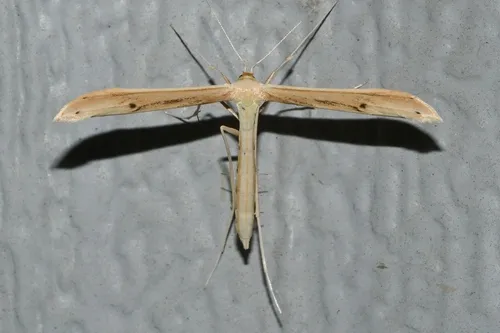 Groundsel Plume Moth - Hodges#6210